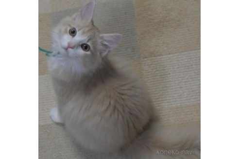 成約済の茨城県のノルウェージャンフォレストキャット-30976